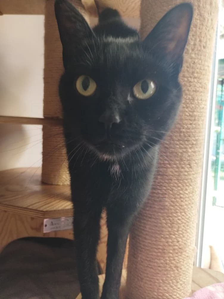 Lilo, female 7yo Mixed Breed for adoption at Het Dierenthuisje VZW, Geel