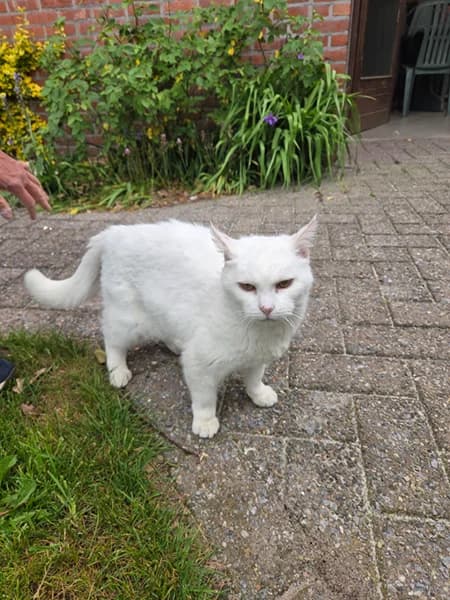 “Poes”, female Mixed Breed for adoption at Het Dierenthuisje VZW, Geel