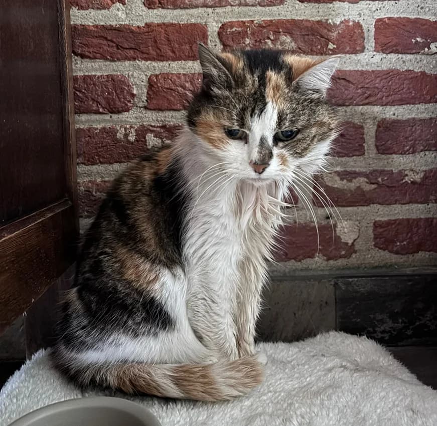 Minoes, female senior Mixed Breed for adoption at Het Dierenthuisje VZW, Geel