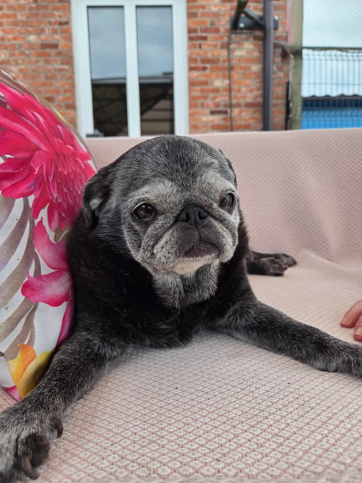 Sara, female senior Mixed Breed for adoption at Het Dierenthuisje VZW, Geel