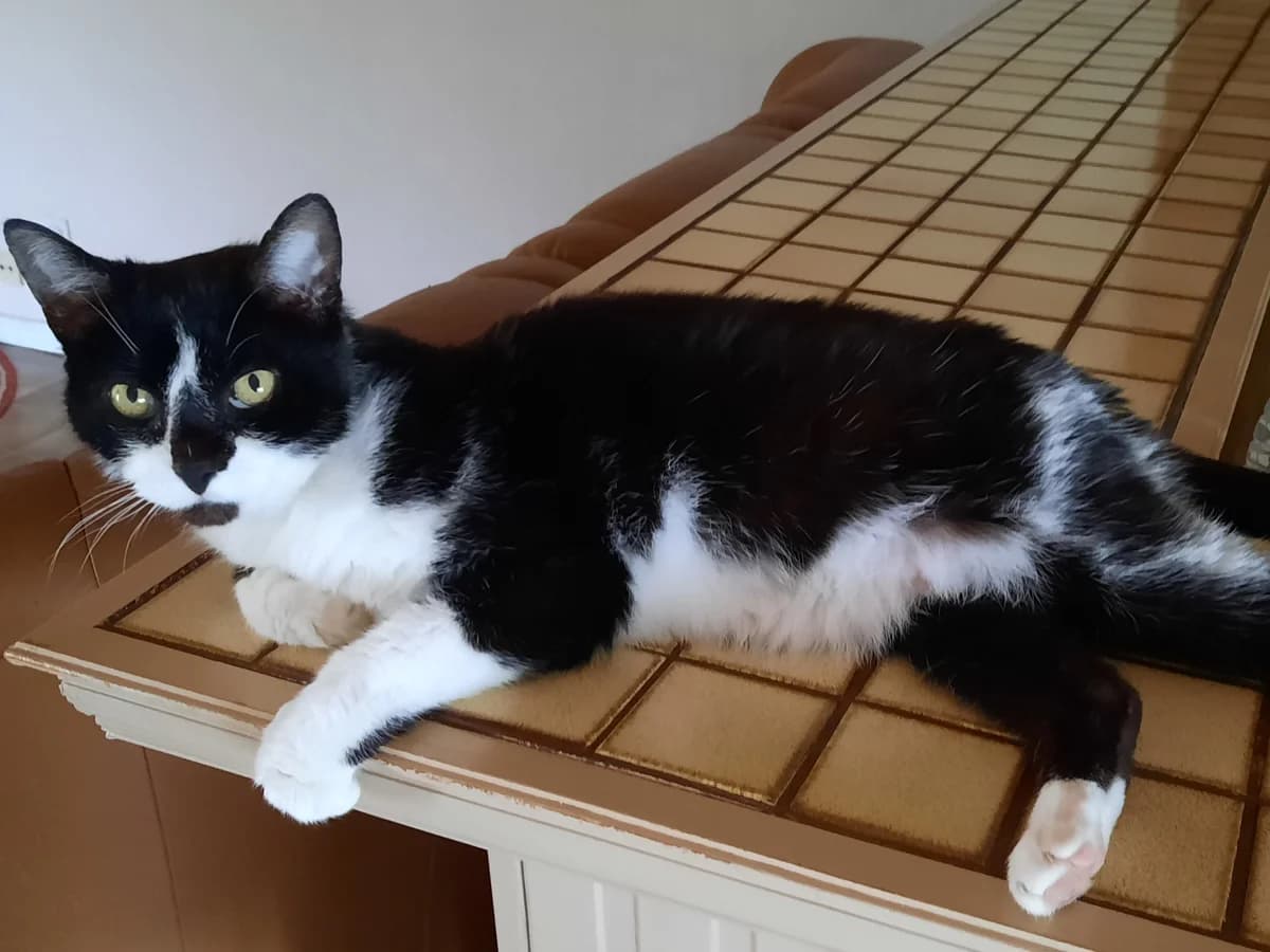 Freddy, male senior Mixed Breed for adoption at Het Dierenthuisje VZW, Geel