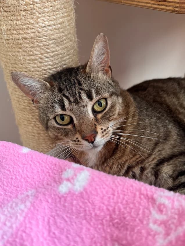 Sosa, female 5yo Mixed Breed for adoption at Het Dierenthuisje VZW, Geel