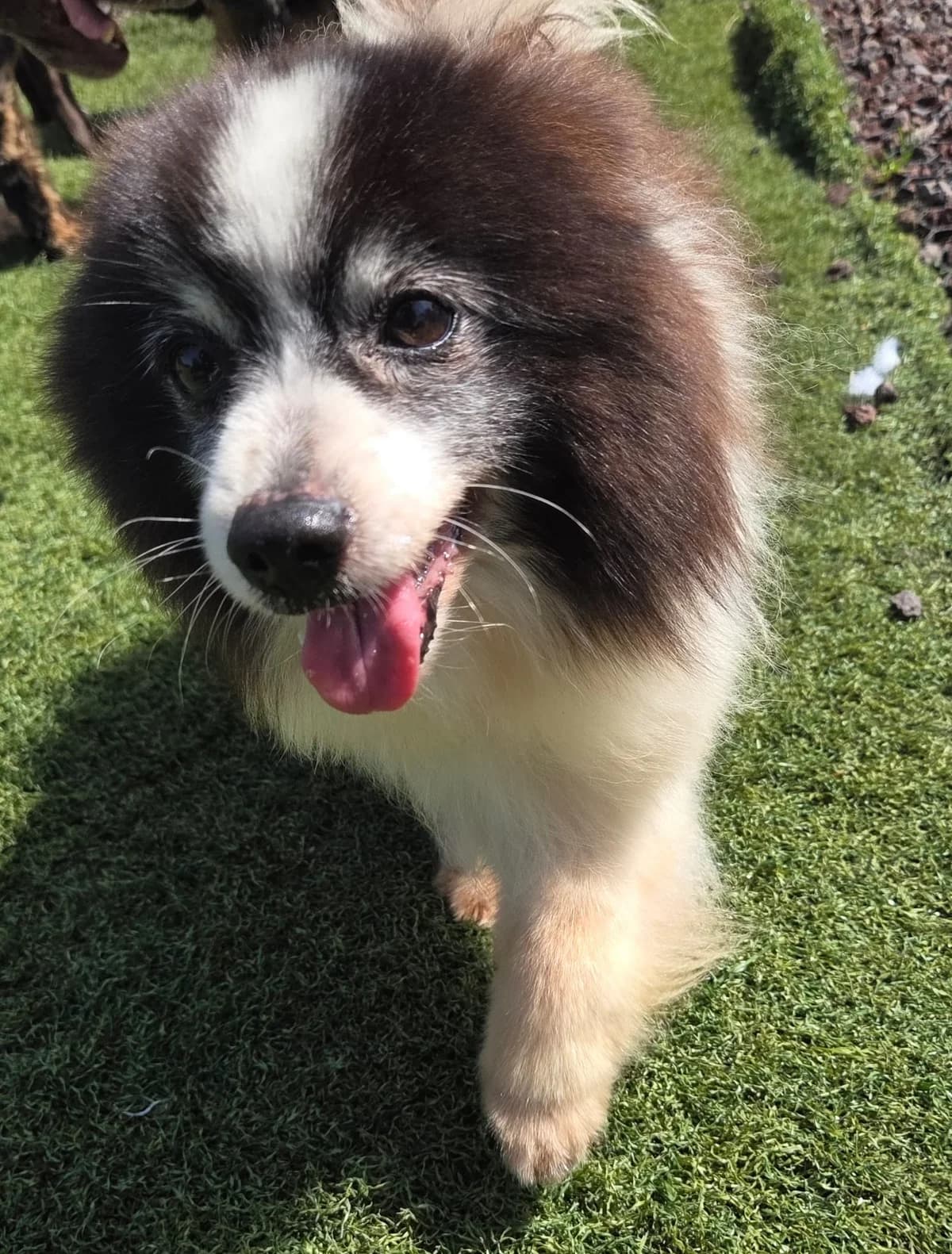Gustje, male senior Mixed Breed for adoption at Het Dierenthuisje VZW, Geel