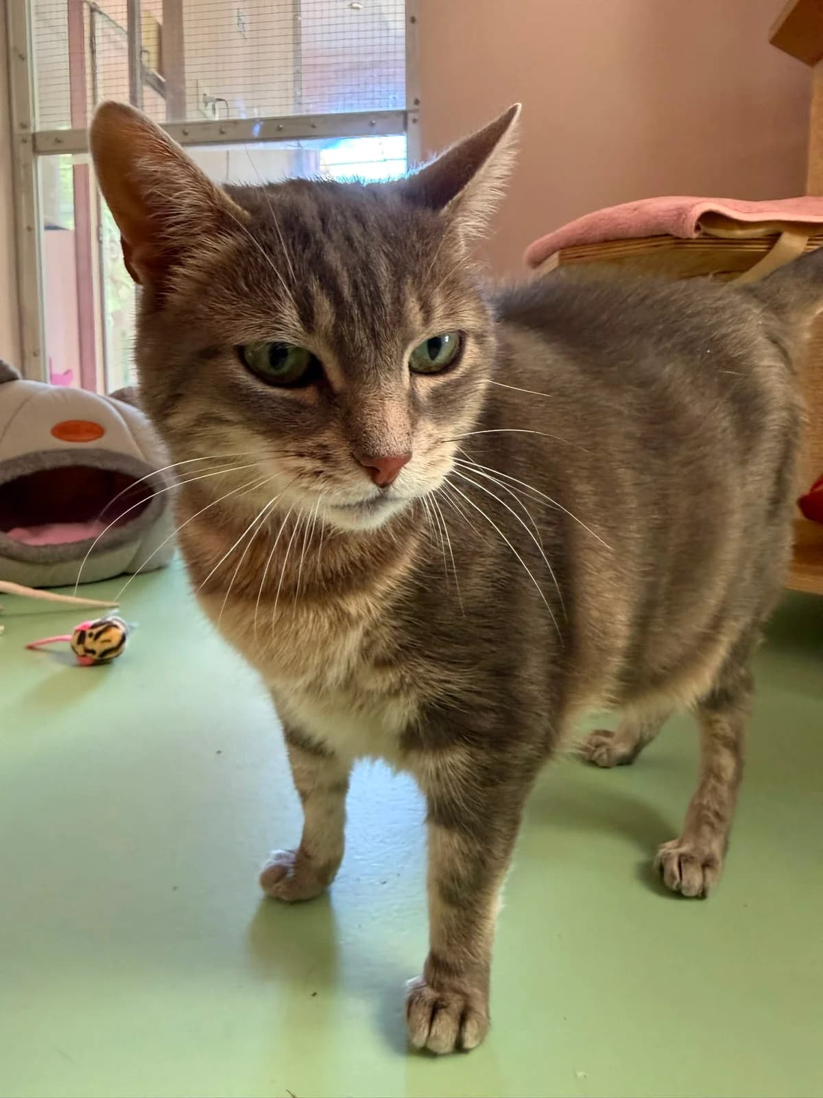 Fientje, female senior Mixed Breed for adoption at Het Dierenthuisje VZW, Geel