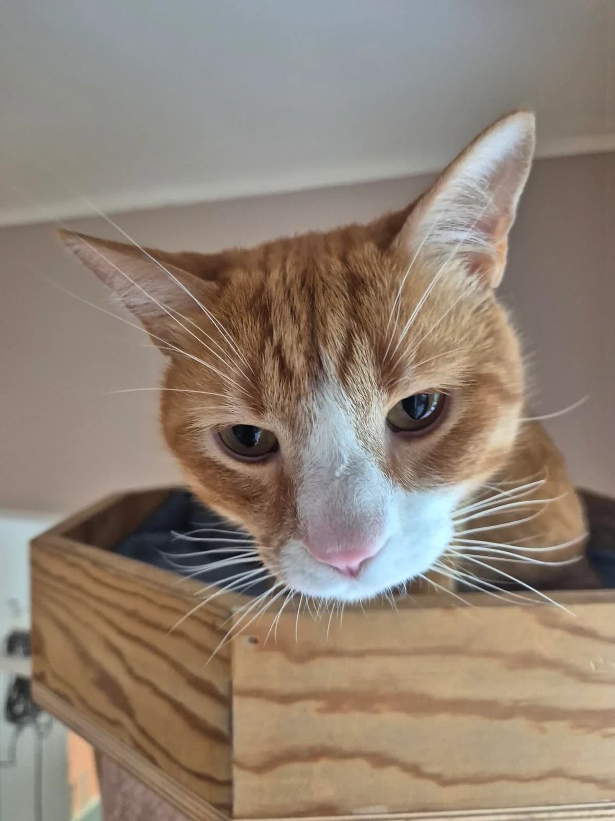 Par, male 4yo Mixed Breed for adoption at Het Dierenthuisje VZW, Geel