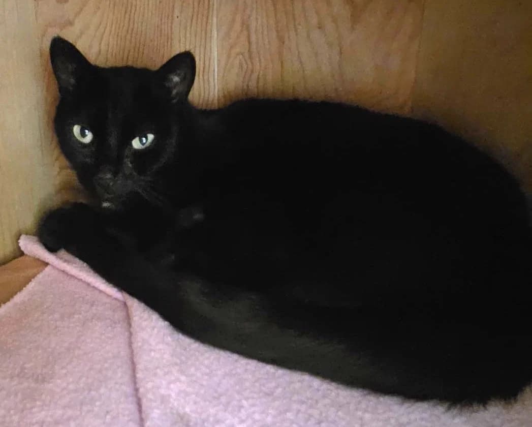 Thooby, male 4yo Mixed Breed for adoption at Het Dierenthuisje VZW, Geel