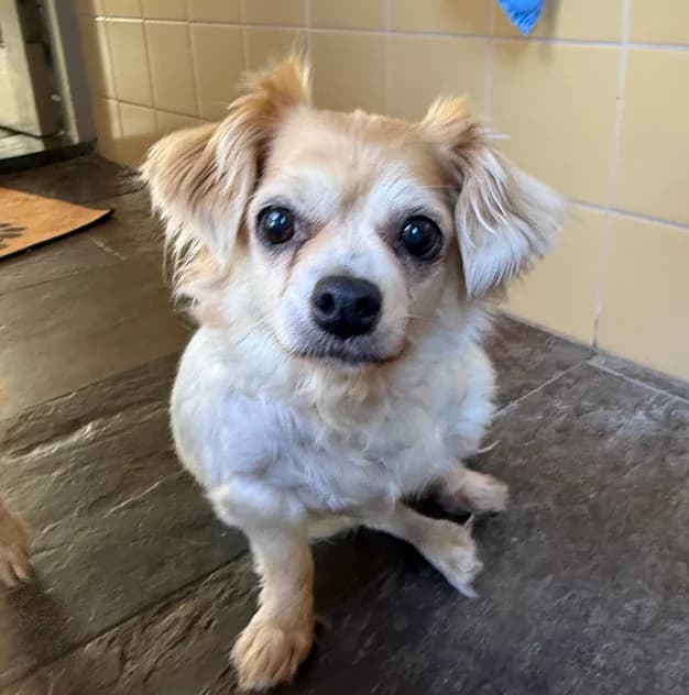 Marieke, female senior Mixed Breed for adoption at Het Dierenthuisje VZW, Geel