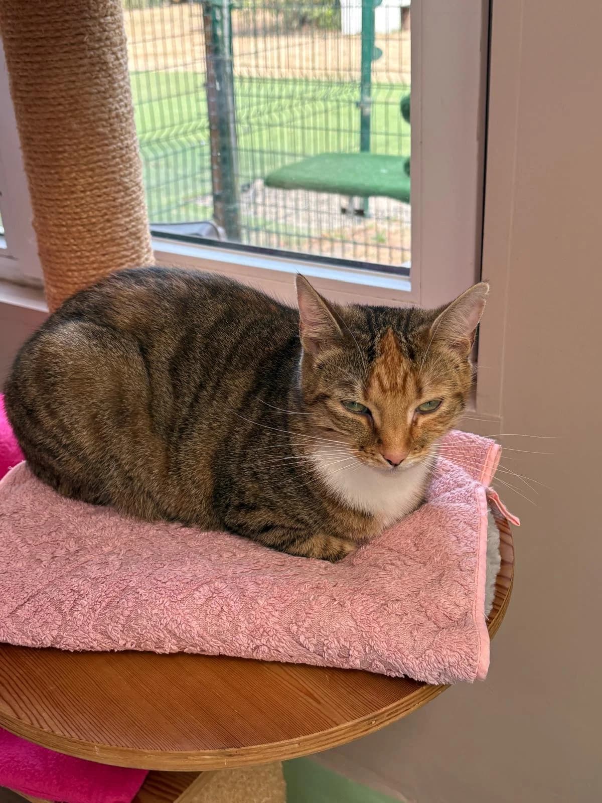 Minou, female Mixed Breed for adoption at Het Dierenthuisje VZW, Geel