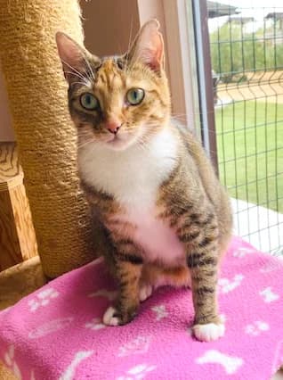Molly, female young Mixed Breed for adoption at Het Dierenthuisje VZW, Geel
