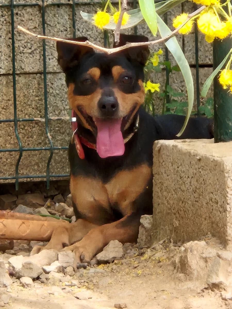 Bobby,  4yo Mixed Breed for adoption at Hope4Pets