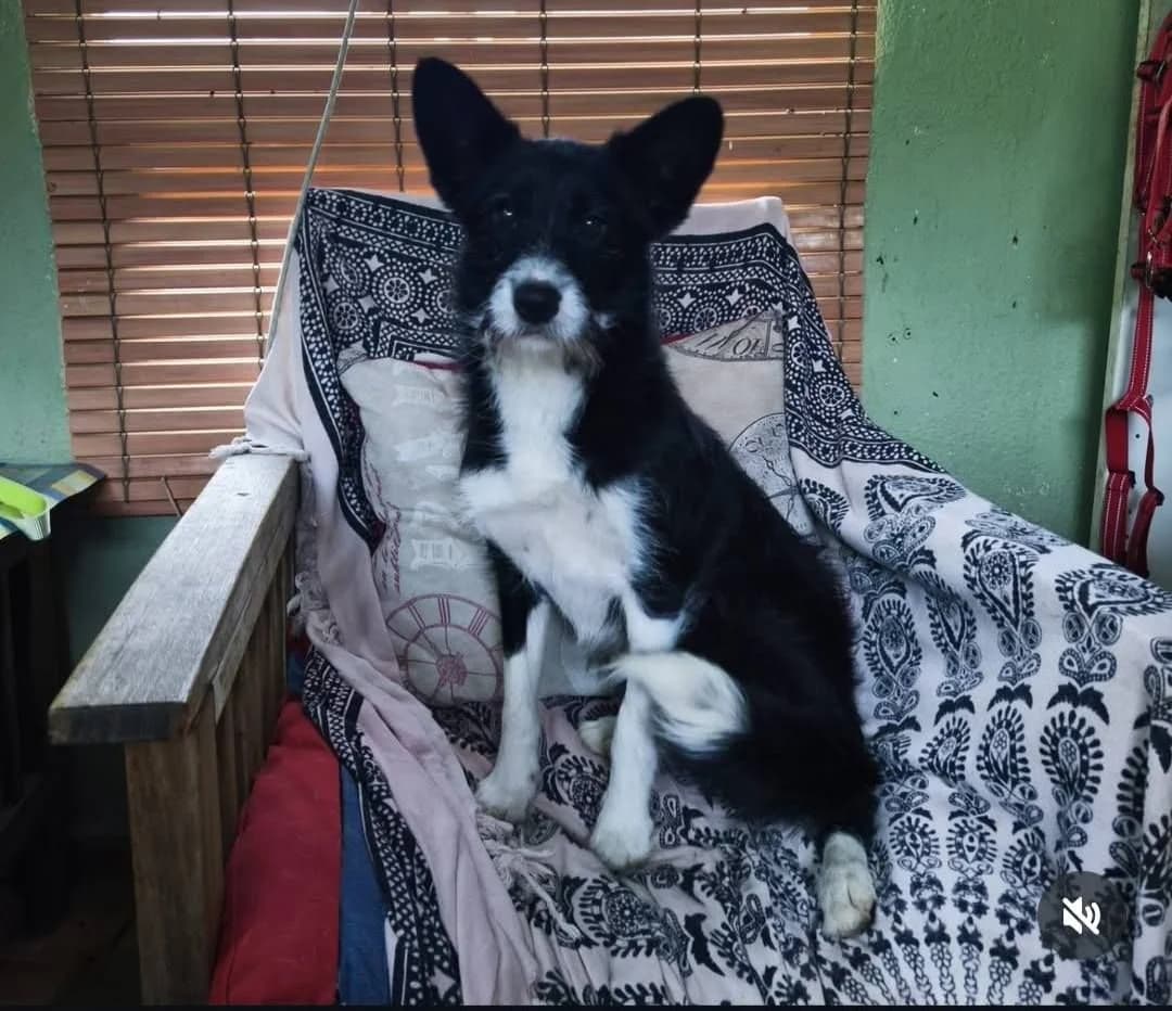 Bowie, male young Mixed Breed for adoption at Hope4Pets