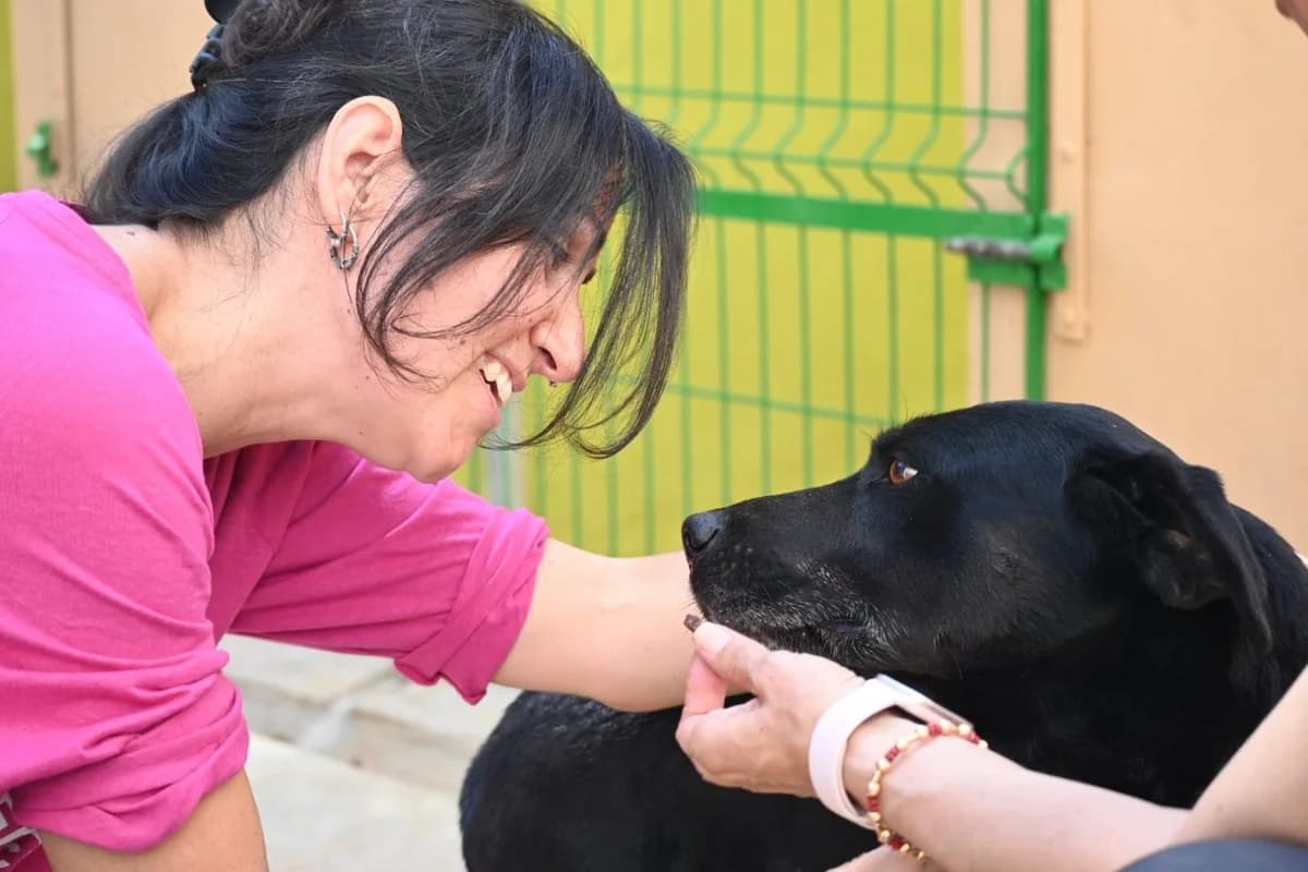 Pancho, male 4yo Mixed Breed for adoption at Hope4Pets