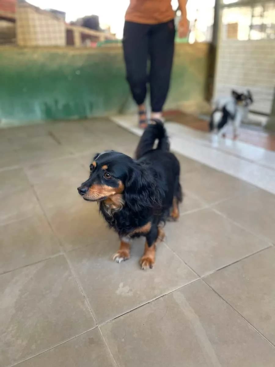 Benny,  5yo Mixed Breed for adoption at Hope4Pets