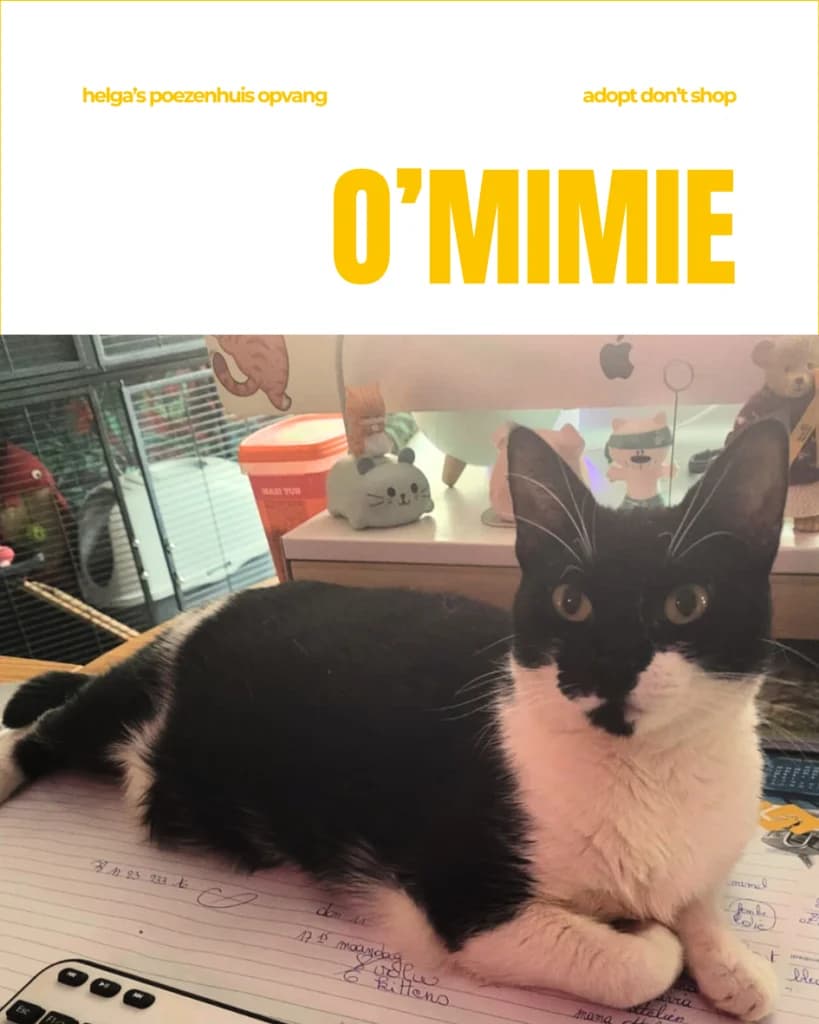 O'MIMIE, female Mixed Breed for adoption at Huisdierenhulp Plus vzw (HPHO)