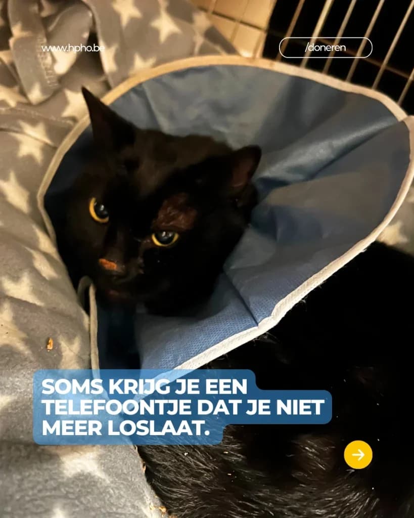 PIXO, male Mixed Breed for adoption at Huisdierenhulp Plus vzw (HPHO)