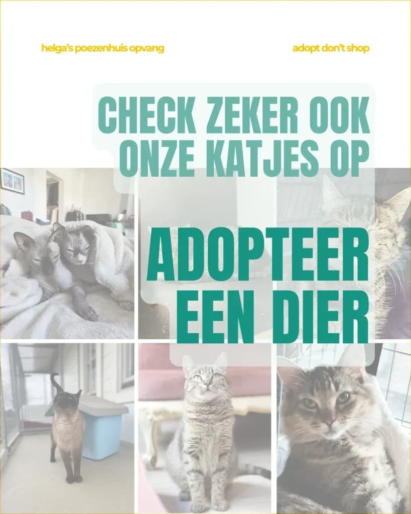 ADOPTEER EEN DIER,  Mixed Breed for adoption at Huisdierenhulp Plus vzw (HPHO)