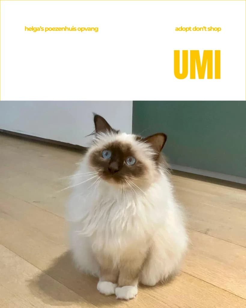 UMI, female Mixed Breed for adoption at Huisdierenhulp Plus vzw (HPHO)