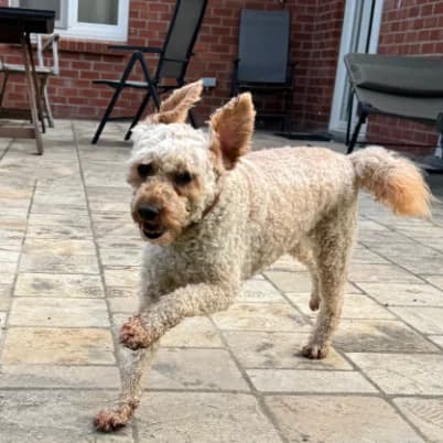 Luna, female 5yo Poodle for adoption at HumanIma ASBL, Ottignies (Brabant Wallon)