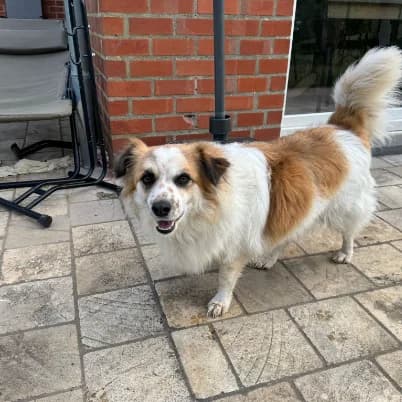 Toby, male 3yo mixed breed for adoption at HumanIma ASBL, Ottignies (Brabant Wallon)