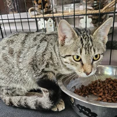 Glen, male puppy European Shorthair for adoption at HumanIma ASBL, Ottignies (Brabant Wallon)
