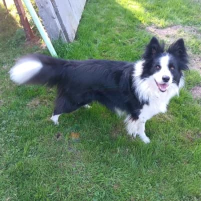 Lili, female 4yo Border Collie for adoption at HumanIma ASBL, Ottignies (Brabant Wallon)