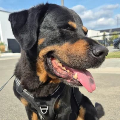 Pouf, male senior mixed breed for adoption at HumanIma ASBL, Ottignies (Brabant Wallon)