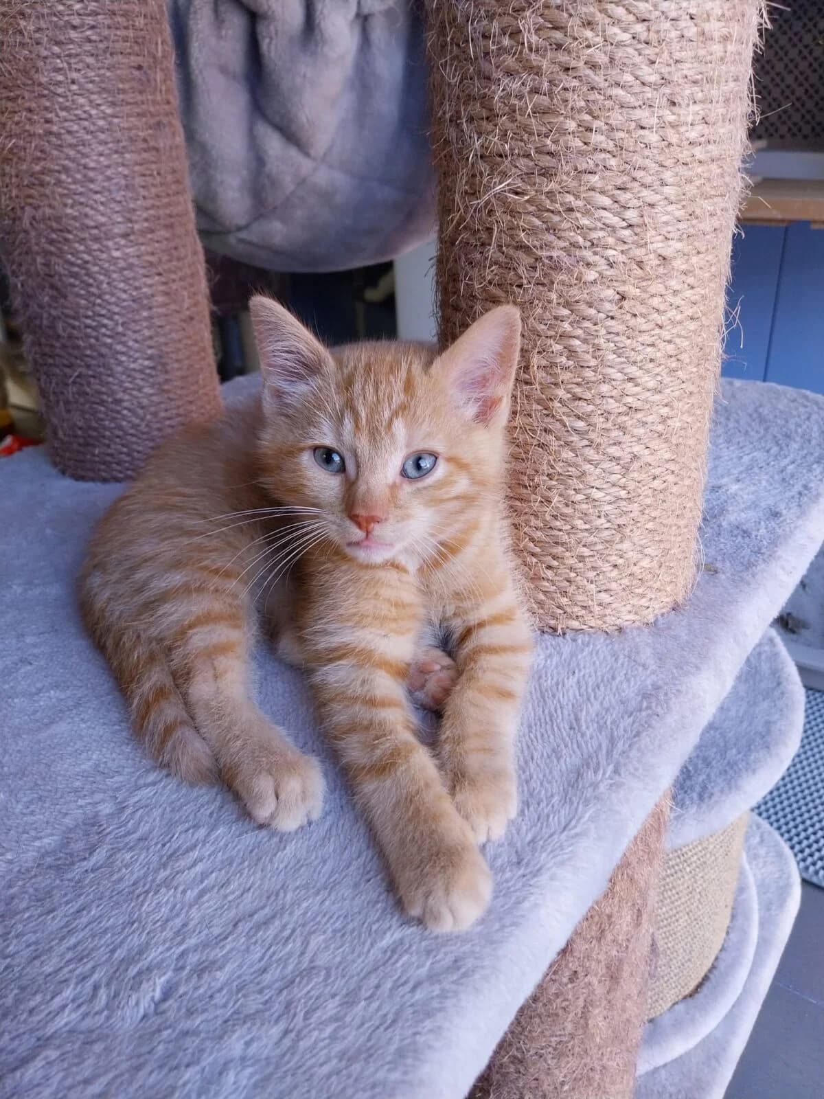 Kruz, male puppy Mixed Breed for adoption at Katimoe vzw