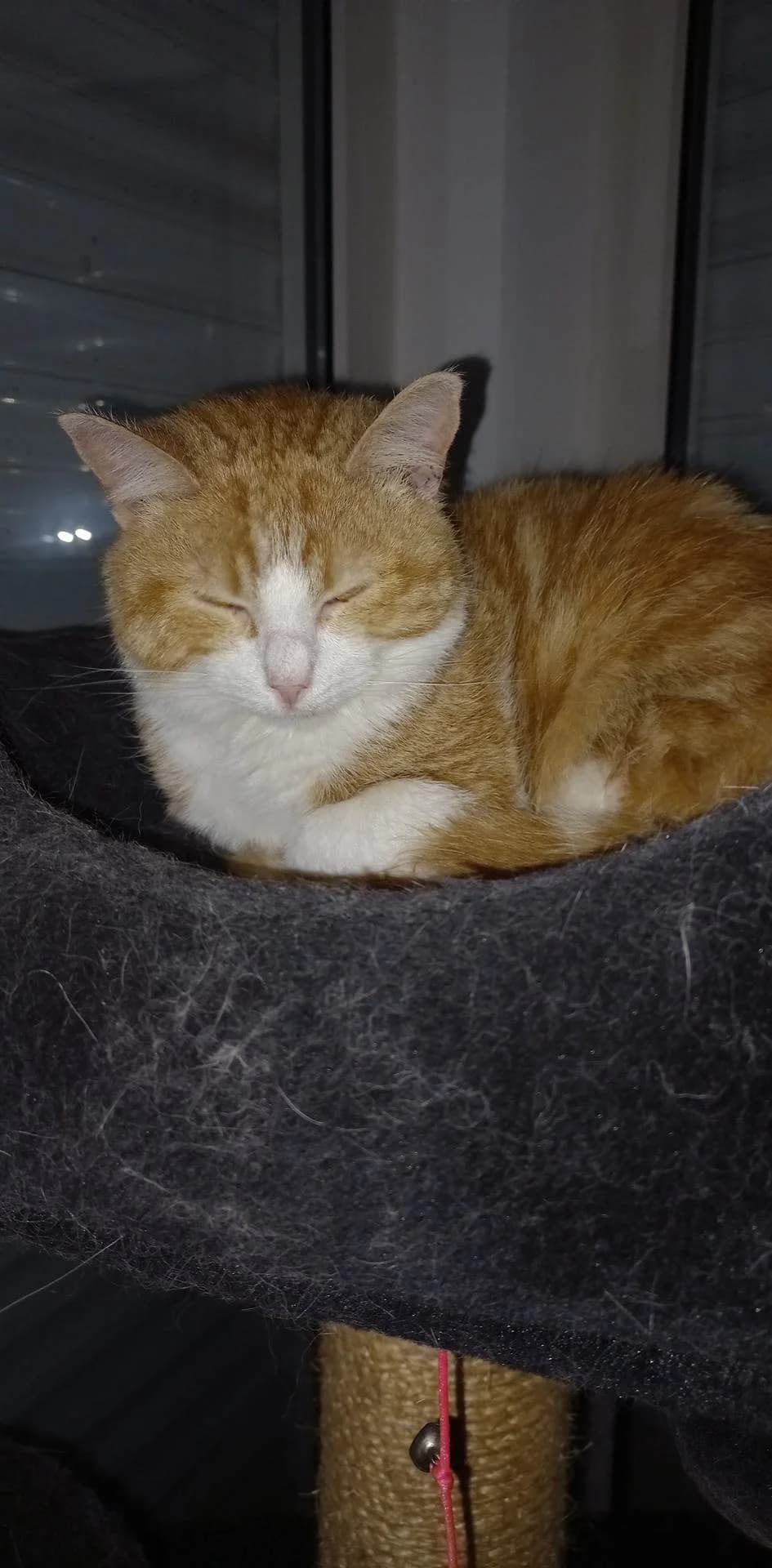 Luckey, female 4yo European Shorthair for adoption at Katimoe vzw