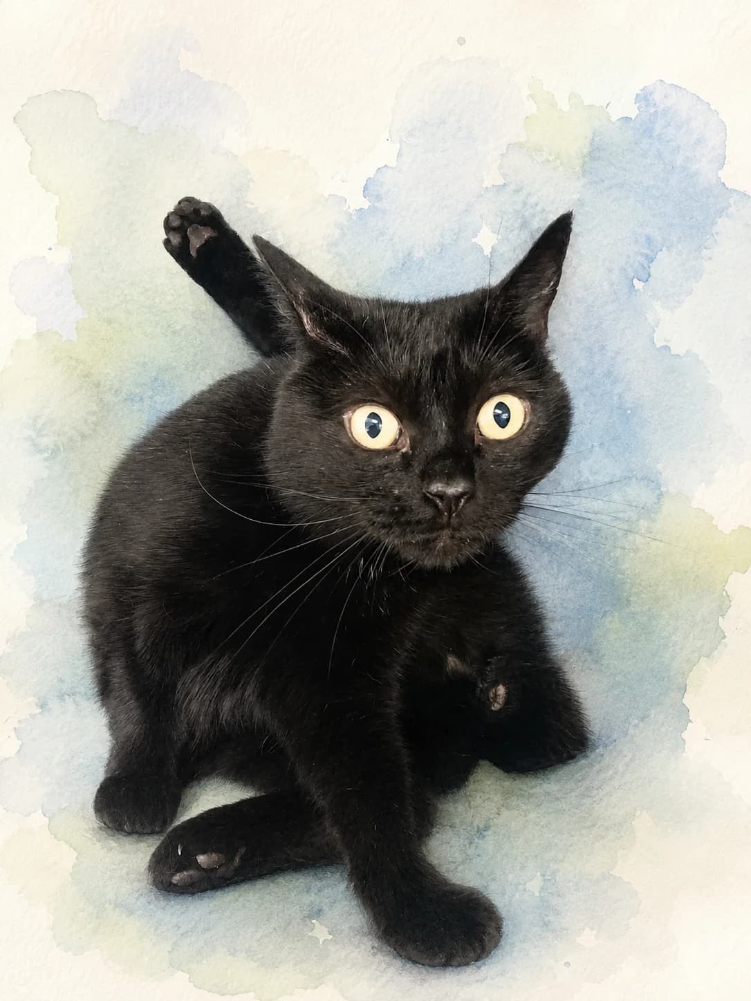 Mona(besproken), female 5yo Mixed Breed for adoption at Katimoe vzw