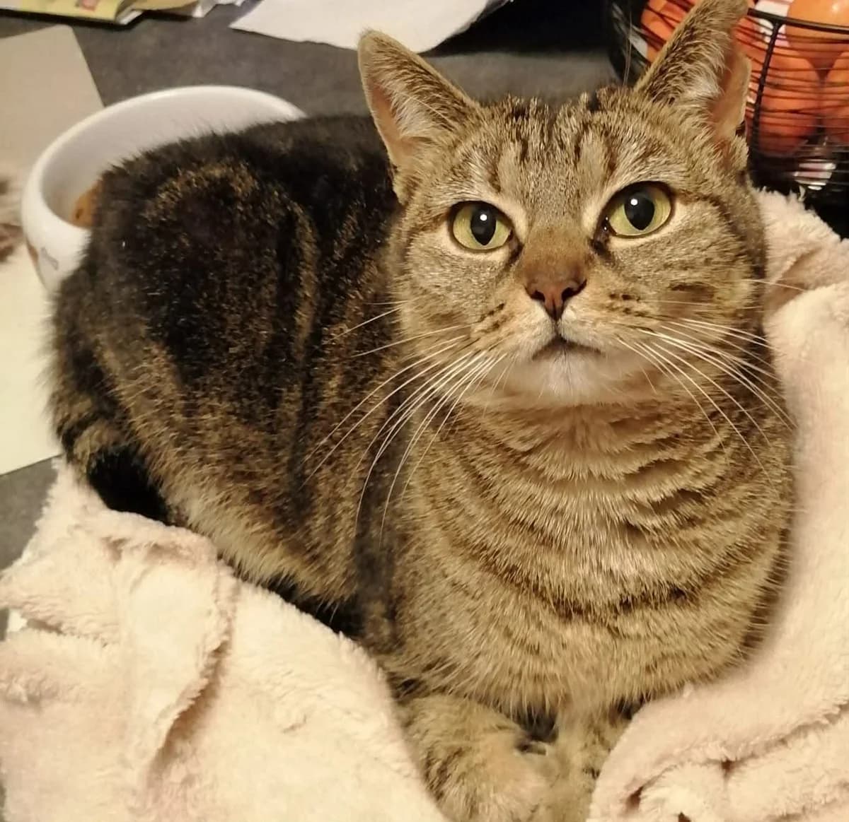 Nientje, female senior Mixed Breed for adoption at Katimoe vzw