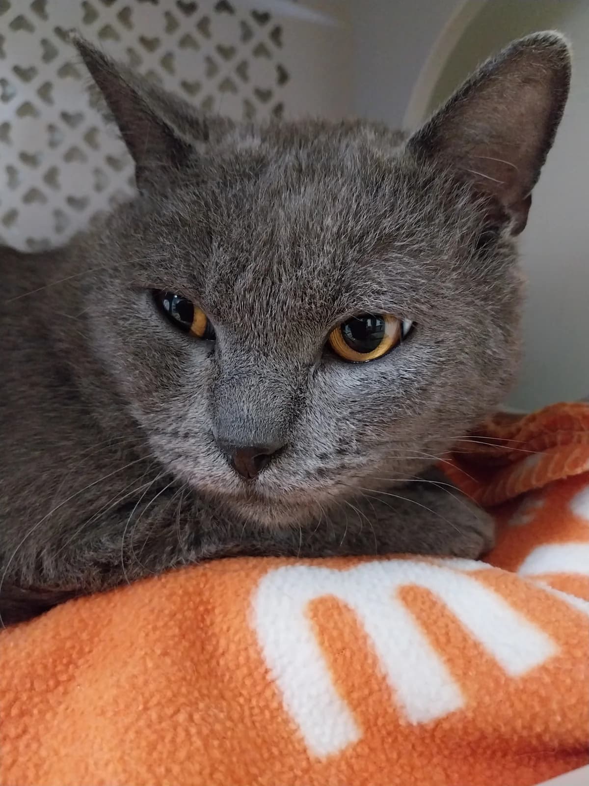 Urus, male young Mixed Breed Cat for adoption at Katimoe vzw