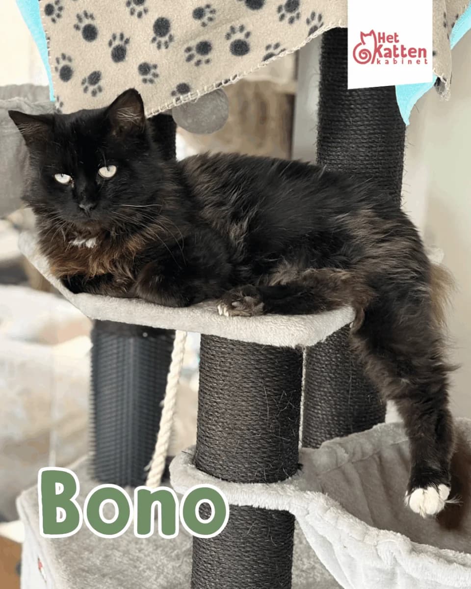 Bono, male 4yo Mixed Breed for adoption at Het Kattenkabinet