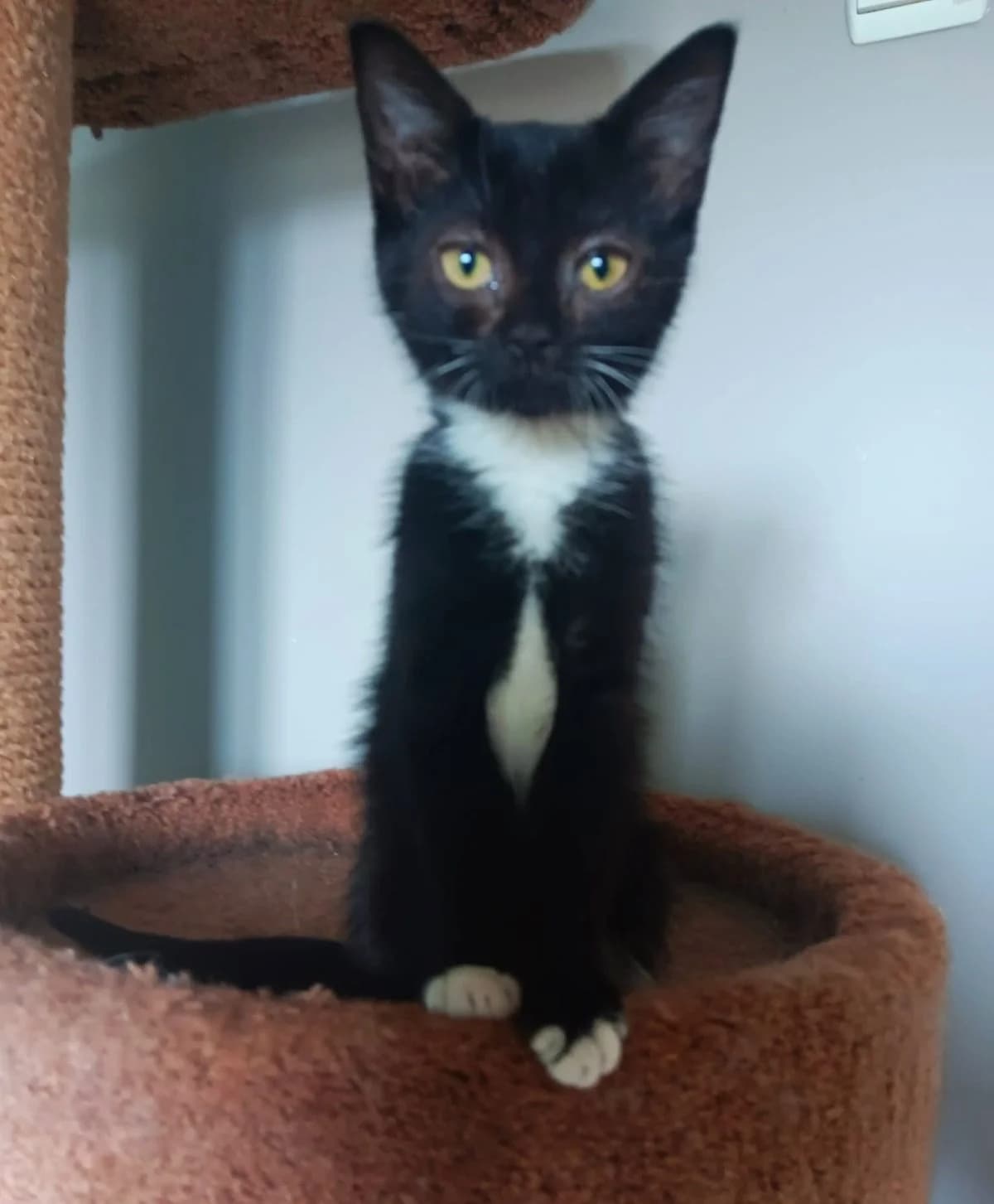 Nizi, andere female puppy Mixed Breed Cat for adoption at Kattenopvang Waasland VZW