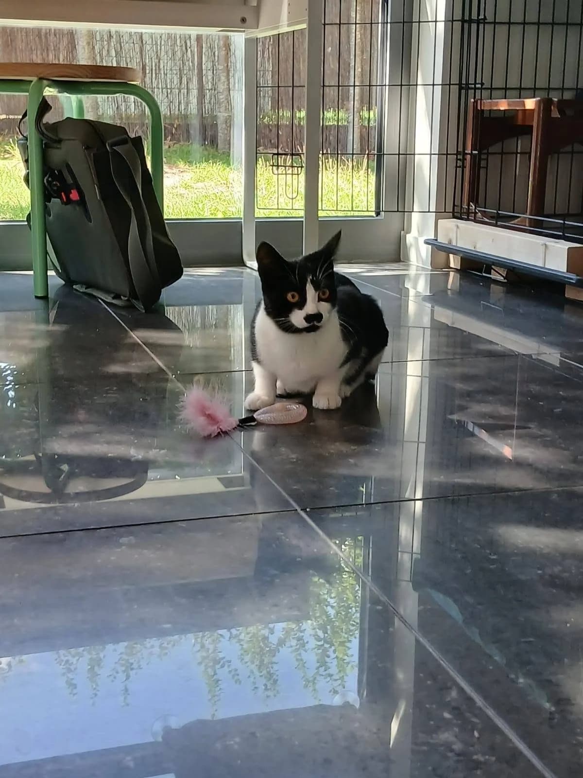 Toto, Zwart-wit male puppy Mixed Breed Cat for adoption at Kattenopvang Waasland VZW