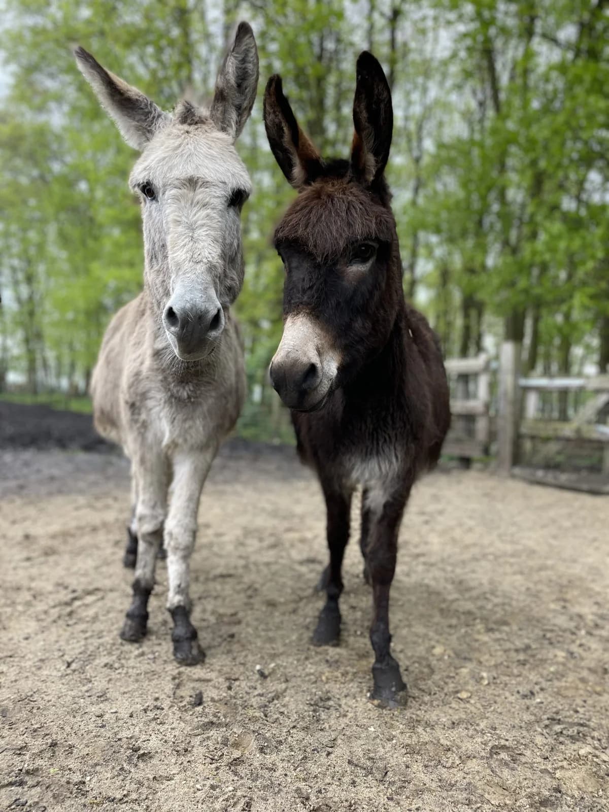 Basje, male Mixed Breed for adoption at KFAAF, Belgium & Netherlands