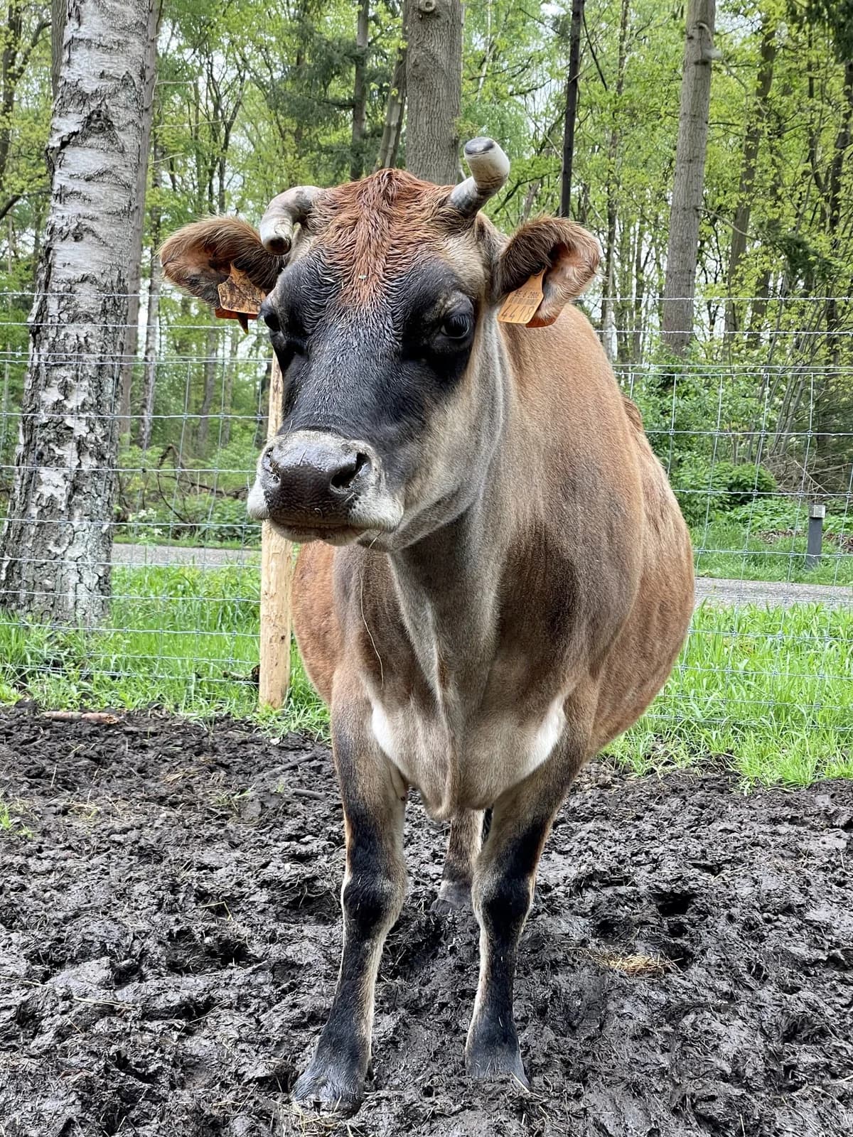 Bregtje, female senior Mixed Breed for adoption at KFAAF, Belgium & Netherlands