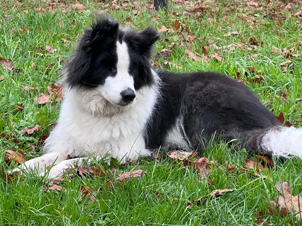 Celena, female 7yo Mixed Breed for adoption at KFAAF, Belgium & Netherlands
