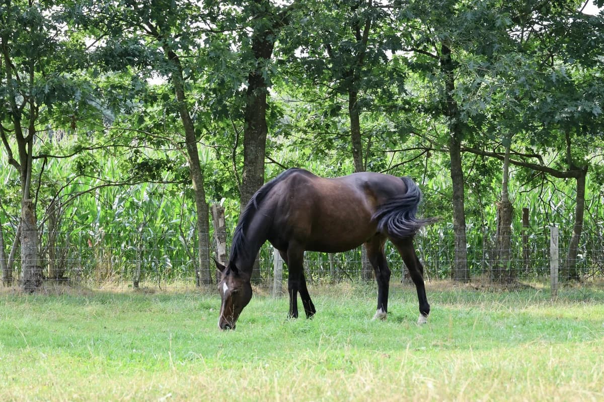 Chopinneke, male senior Mixed Breed for adoption at KFAAF, Belgium & Netherlands