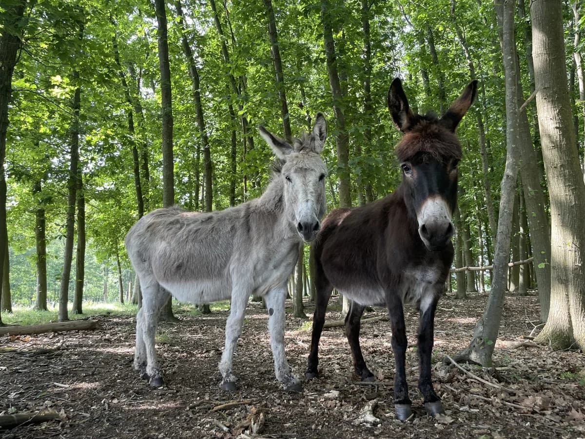 Daisy, female Mixed Breed for adoption at KFAAF, Belgium & Netherlands