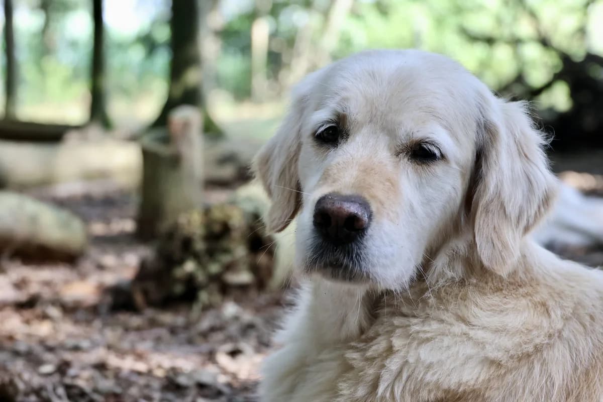 eM, female senior Mixed Breed for adoption at KFAAF, Belgium & Netherlands