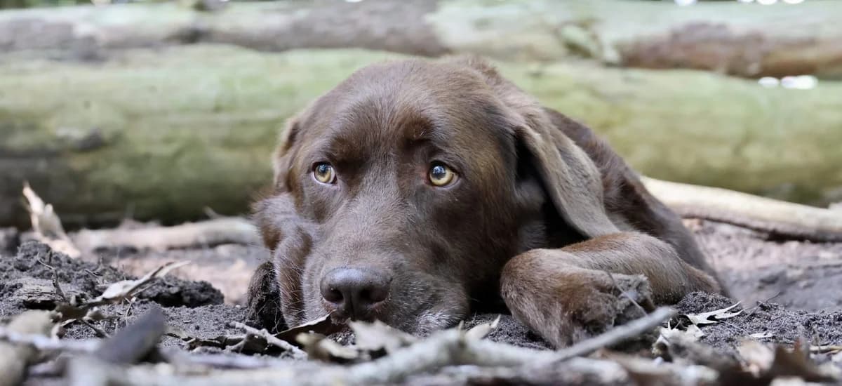 Flint, female senior Mixed Breed for adoption at KFAAF, Belgium & Netherlands
