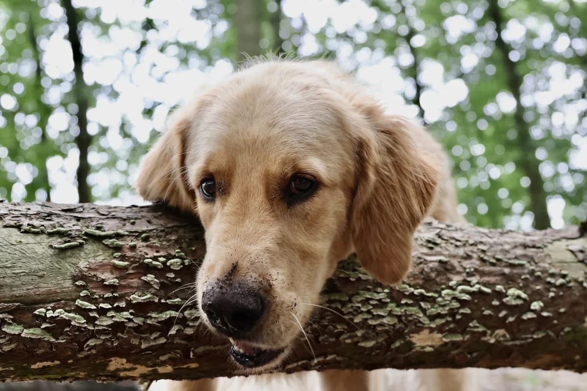 Guus, male Mixed Breed for adoption at KFAAF, Belgium & Netherlands