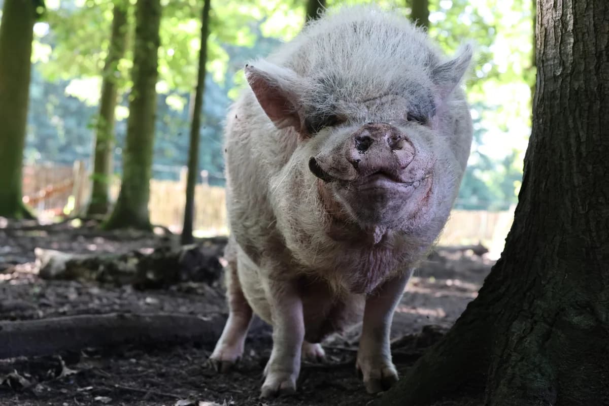 Harrie, female senior Mixed Breed for adoption at KFAAF, Belgium & Netherlands