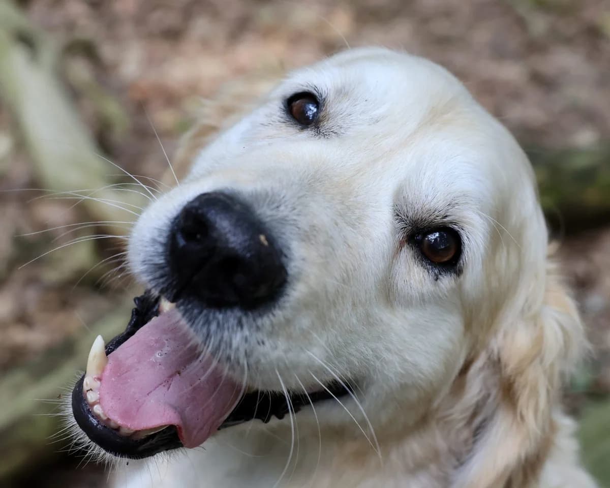 Joep, male senior Mixed Breed for adoption at KFAAF, Belgium & Netherlands