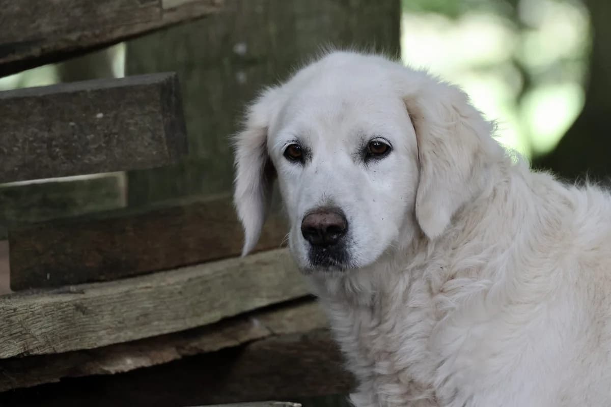 Juultje, female senior Mixed Breed for adoption at KFAAF, Belgium & Netherlands