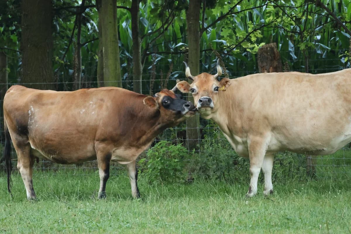 Katootje, female Mixed Breed for adoption at KFAAF, Belgium & Netherlands