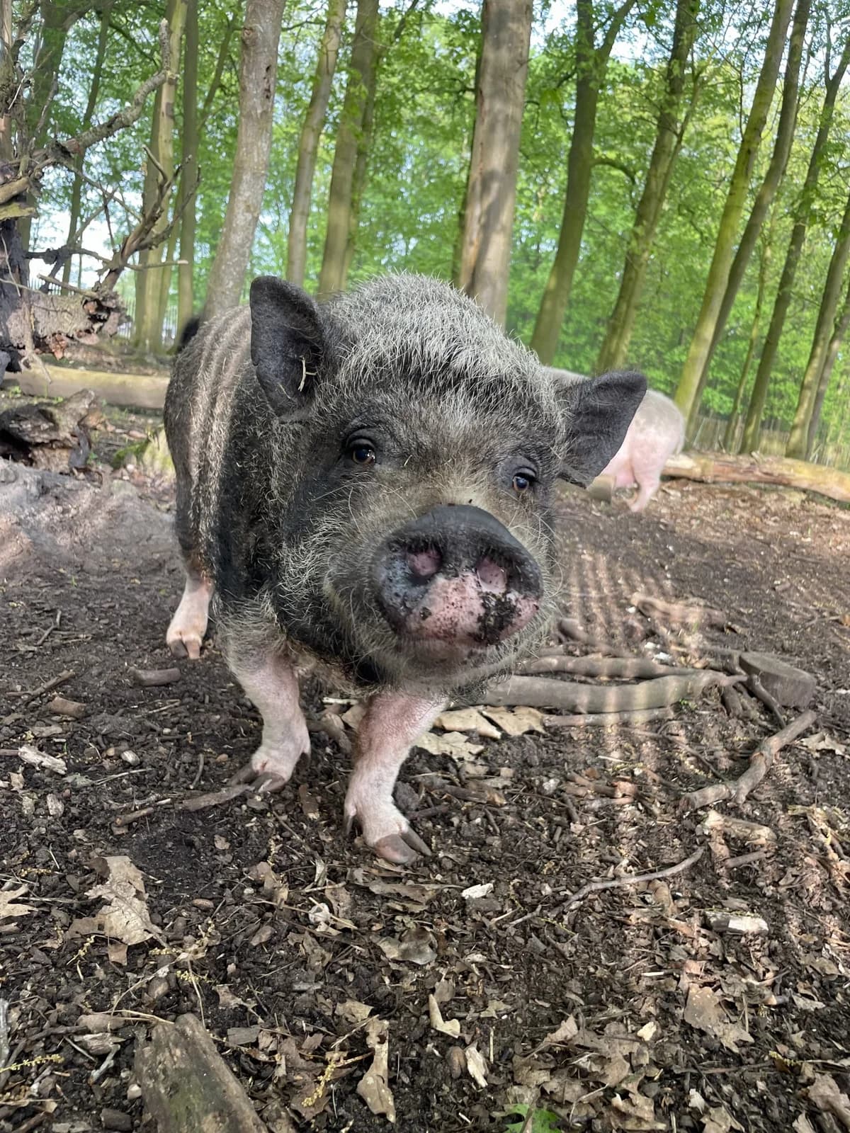 Lizzy, female Mixed Breed for adoption at KFAAF, Belgium & Netherlands