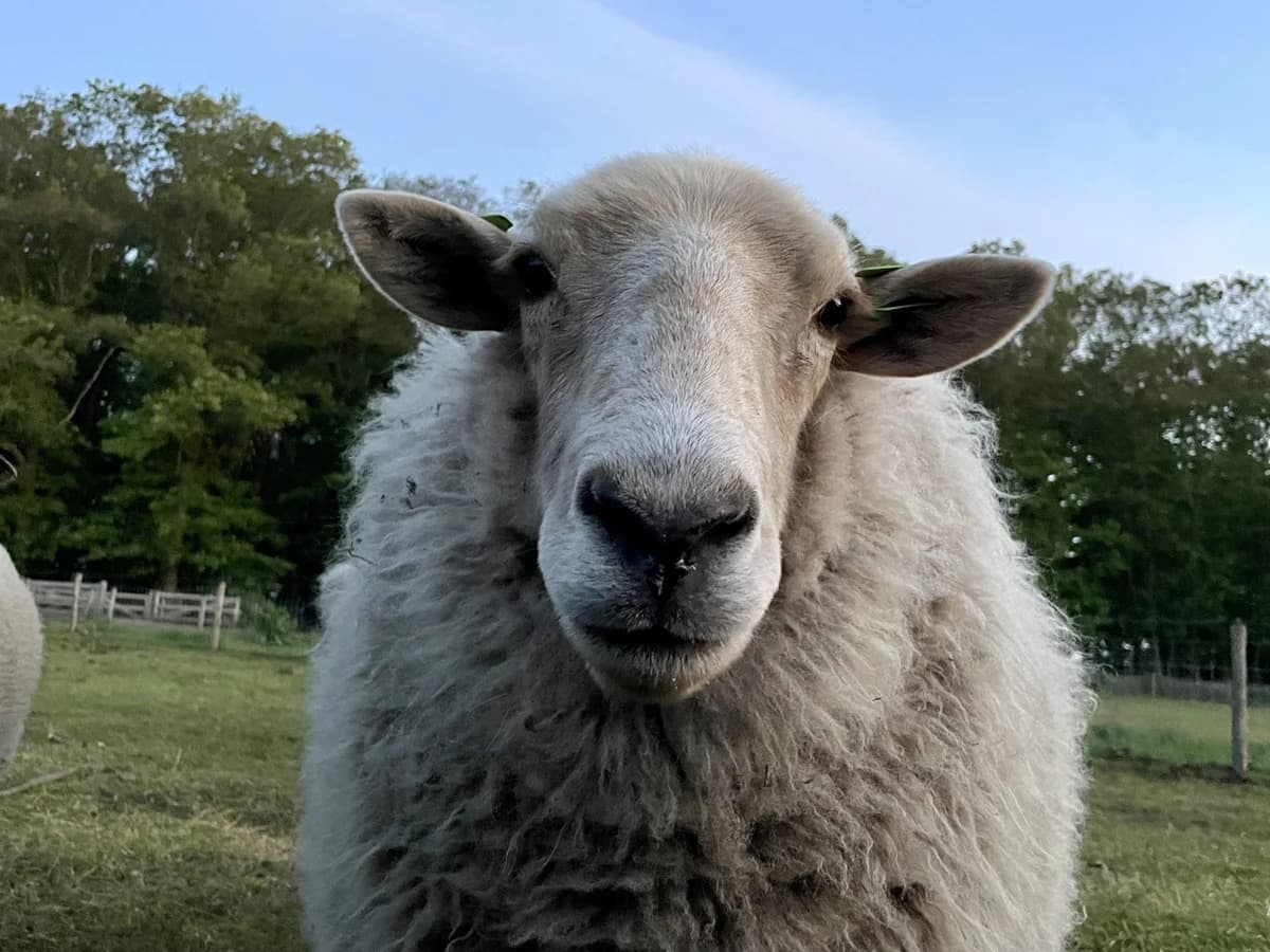 Luca, male Mixed Breed for adoption at KFAAF, Belgium & Netherlands