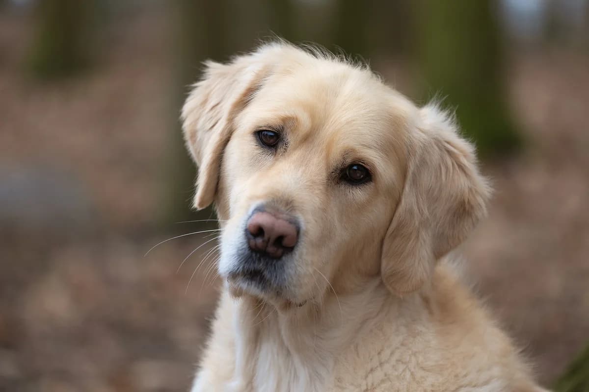 Noeki, female Mixed Breed for adoption at KFAAF, Belgium & Netherlands