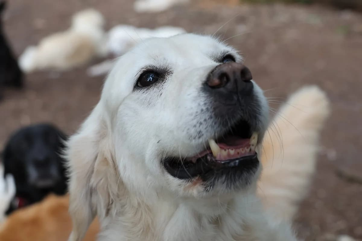 Plummetje, female senior Mixed Breed for adoption at KFAAF, Belgium & Netherlands